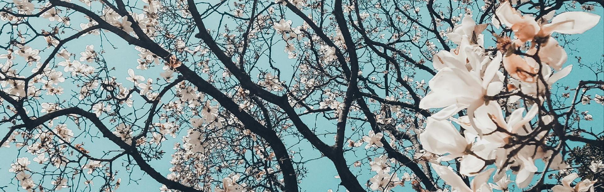 banner image